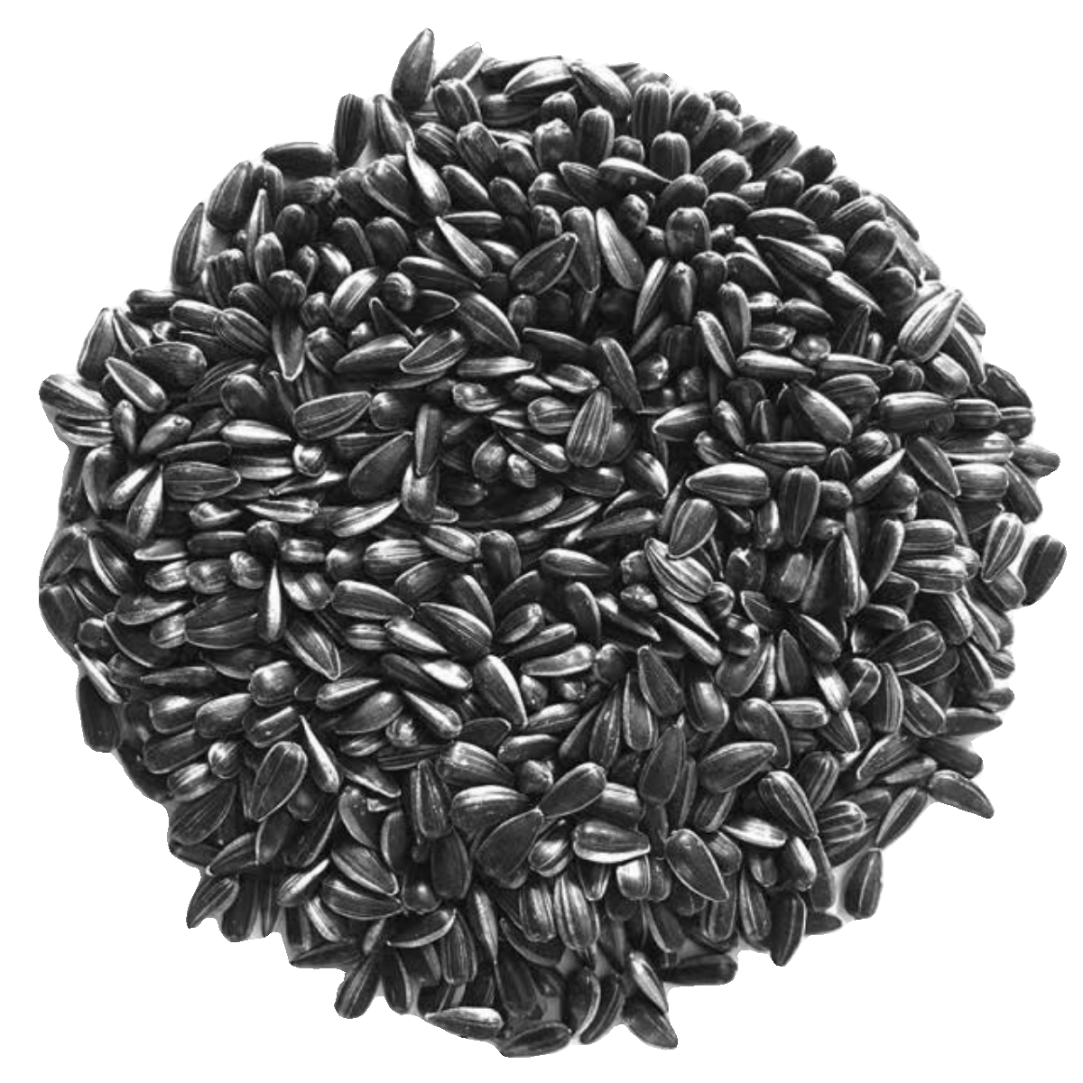 小油葵新黑珍珠小瓜子葵华子油葵籽鹦鹉鸟食仓鼠粮鸽粮黑瓜子鸟粮