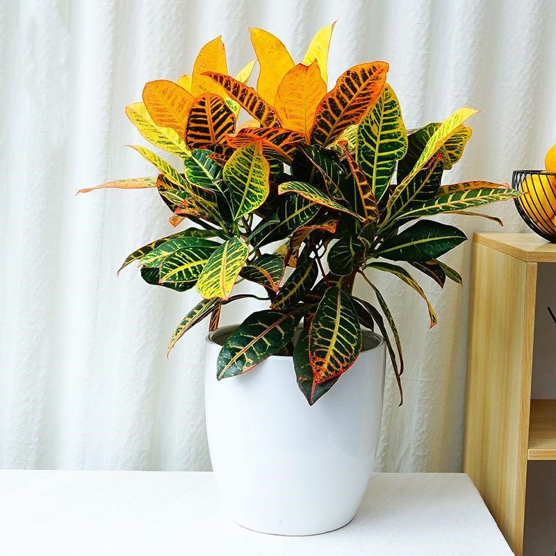 盆栽今天报价走势分析-春兰室内花卉绿植盆栽兰花兰花苗-阿里巴巴