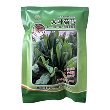 大叶菊苣种子多年生耐寒菊苣草籽四季喂猪牛羊鸡鸭鹅鱼草种籽