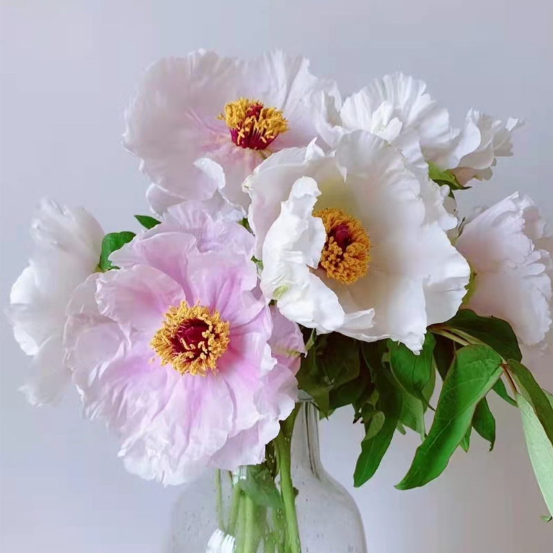 油牡丹 云南呈贡油牡丹鲜切瓶插鲜花斗南基地批发 10支/扎