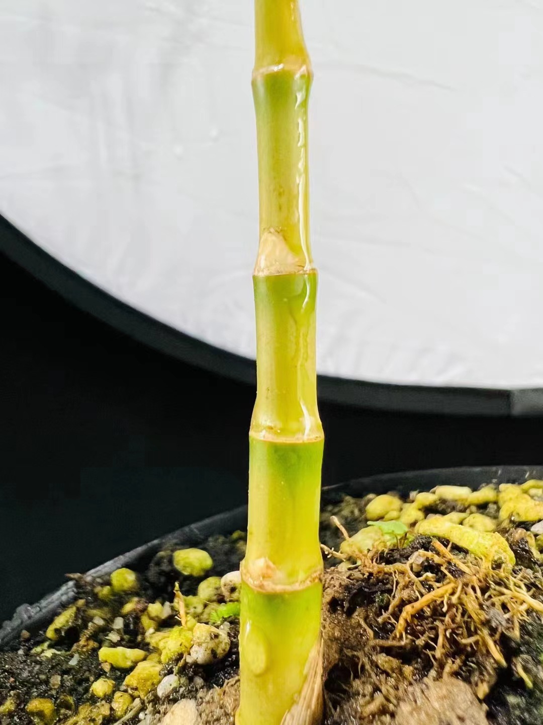 花叶唐竹花叶观音竹叶艺品种摆件大厅玄关 书房钢琴房绿植盆栽