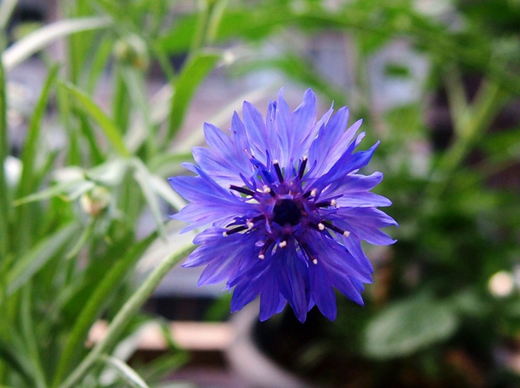 盆栽花卉香矢车菊种子 花草种子香草繁育基地直销
