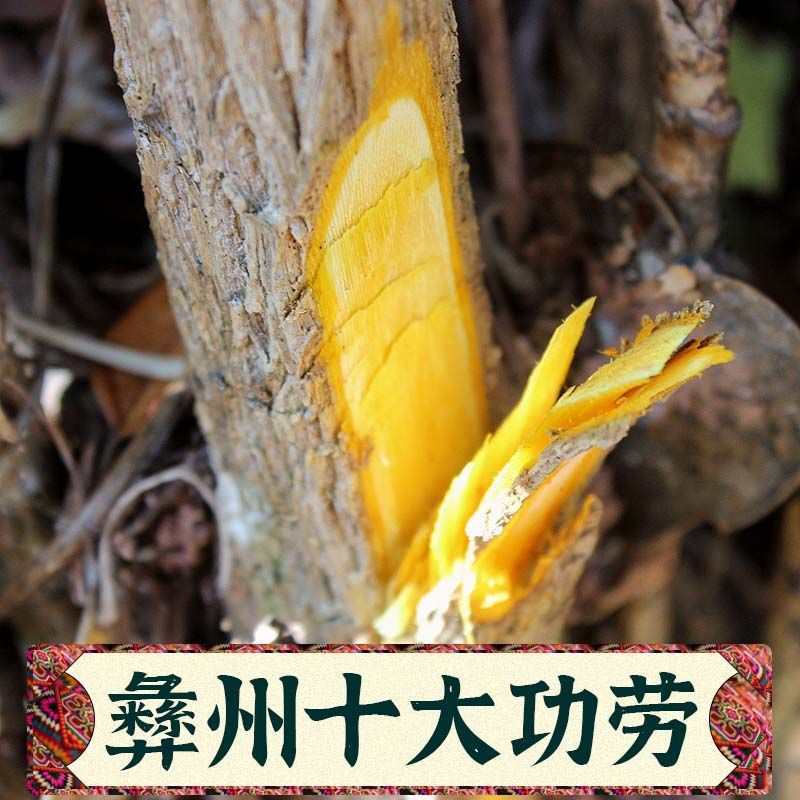 刺黄连十大功劳木土黄连土刺黄柏