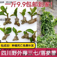 三七盆栽藤田七苗种植植物苗食药用土种子室外易活花卉爬藤绿植