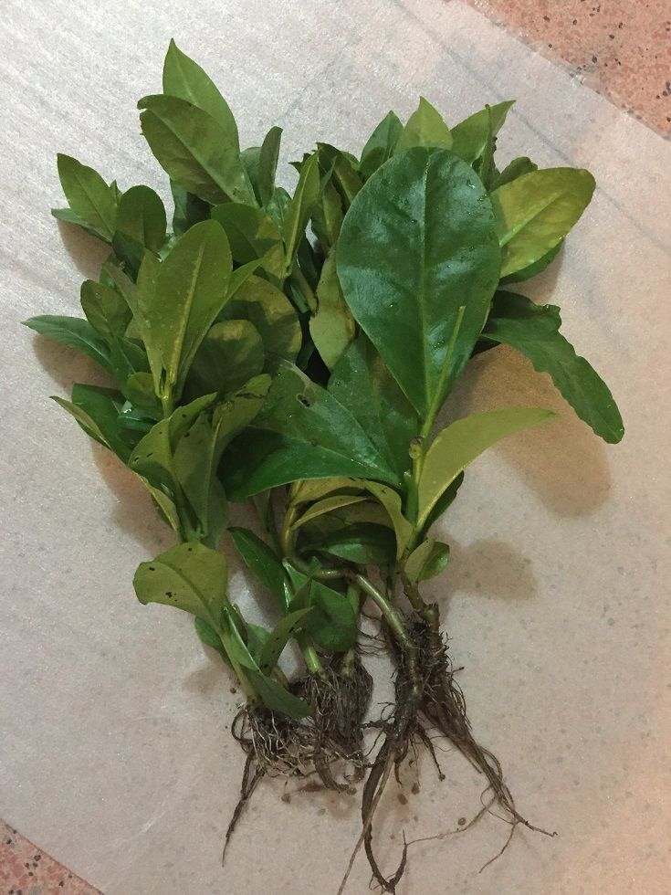 人参菜种子 土人参籽 特菜种苗土丽参假人参土洋参四季蔬菜种孑