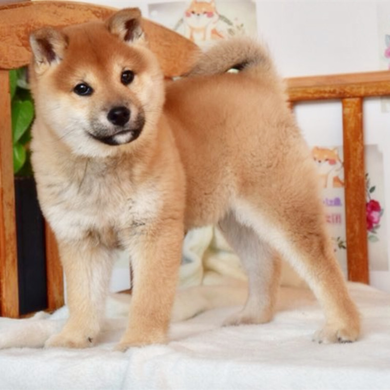 纯种柴犬幼犬活体日本柴犬幼崽活体秋田犬豆柴黑白色小柴宠物活体