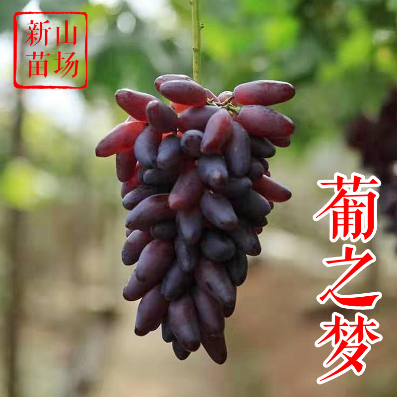 葡之梦葡萄苗 女巫指 美香指 金手指 美人指 扦插嫁接葡萄树苗