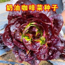 汉堡奶油咖啡菜生菜种子紫叶生菜籽耐热四季播冬季耐寒保健蔬菜种