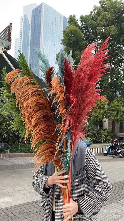 干花芦苇染色彩色芦苇铁杆芦苇婚庆花材婚礼布置软装花艺橱窗布置