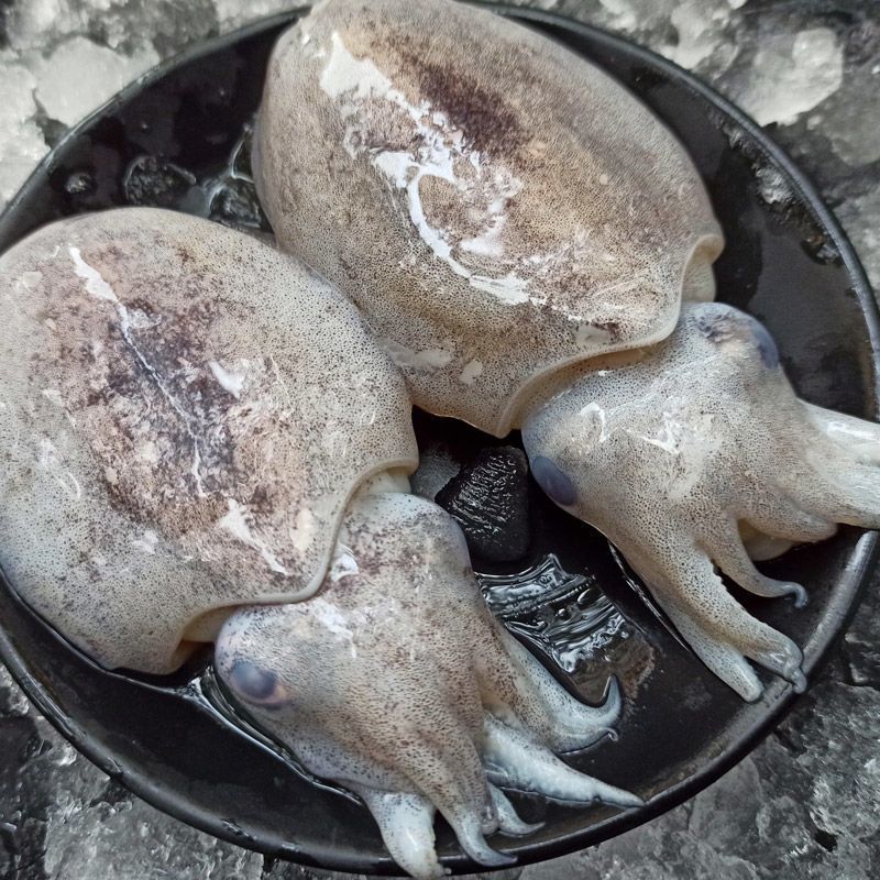 海鲜 鲜活小墨鱼小乌贼鱼新鲜船冻小目鱼墨鱼仔目鱼仔包邮独立站