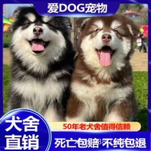 纯种阿拉斯加幼犬大型活体黑白红色灰色熊版阿拉斯加雪橇犬宠物狗