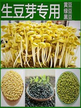 发芽黄豆发豆芽豆生豆芽豆小黑豆芽苗菜水培绿豆芽菜