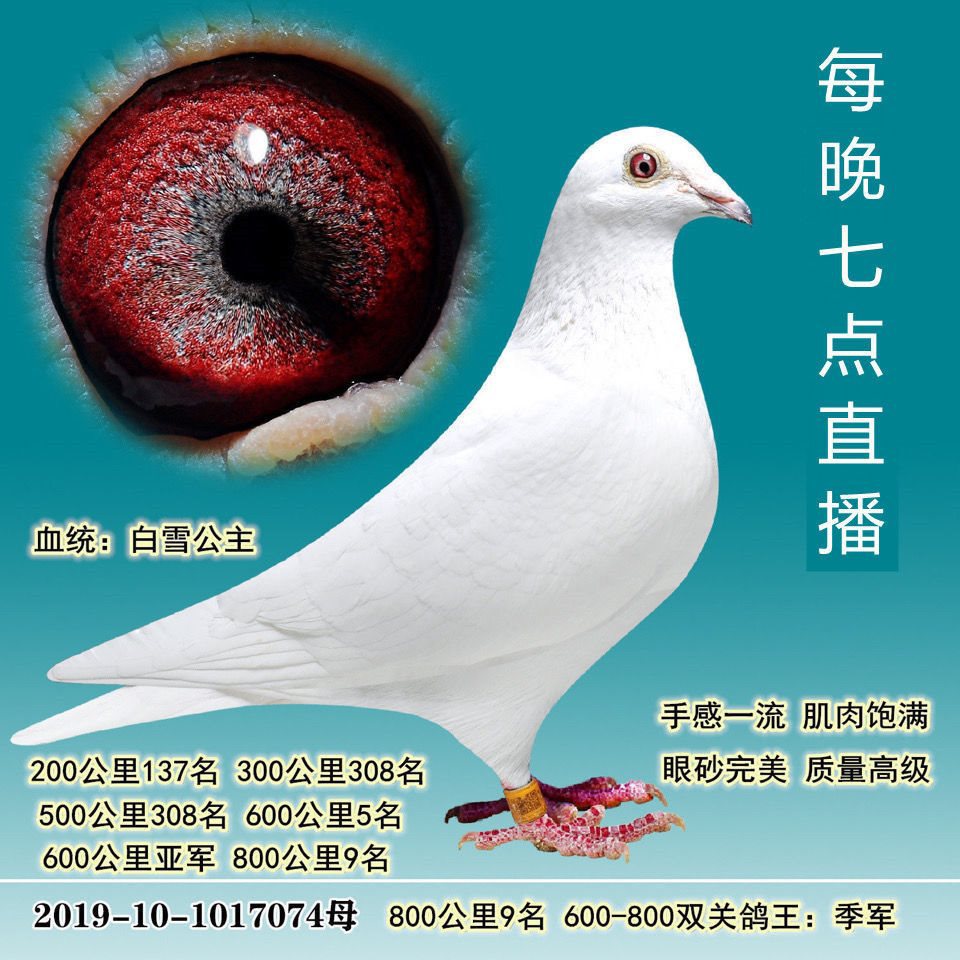 鸽子活物公棚鸽天落信鸽成绩鸽赛鸽观赏鸽直播杨阿腾鸽原配种鸽活