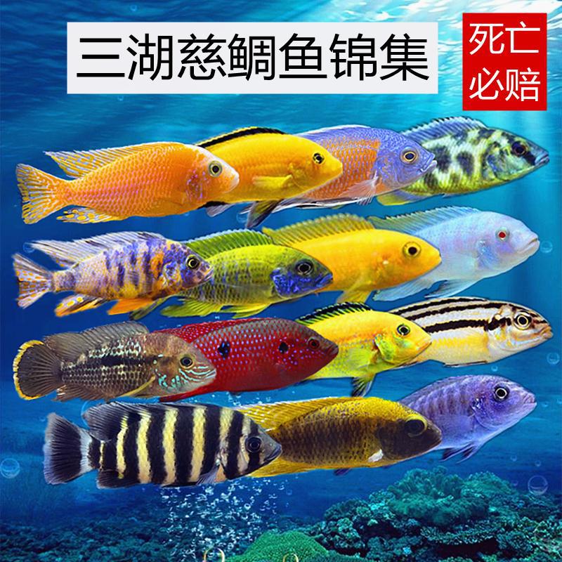 热带观赏鱼三湖慈鲷淡水蓝阿里非洲王子马鲷杂鲷小型活体鲷鱼好养