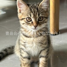 捕鼠猫中华田园猫咪猎猫活体国猫家猫养殖批发短毛猫咪找代理宠物