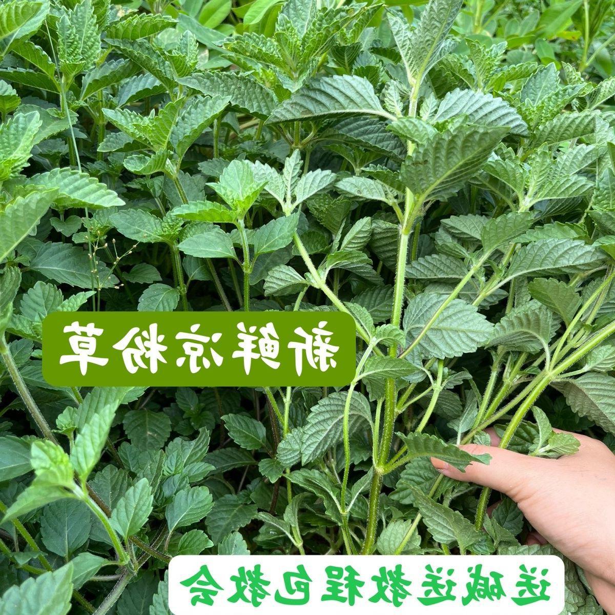 新鲜凉粉草500克 包邮 烧仙草原料仙草蜜 仙草冻 仙人粄仙草