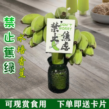 禁止蕉绿苹果香蕉办公室禁止蕉绿整串桌面绿植可食用水培小米蕉