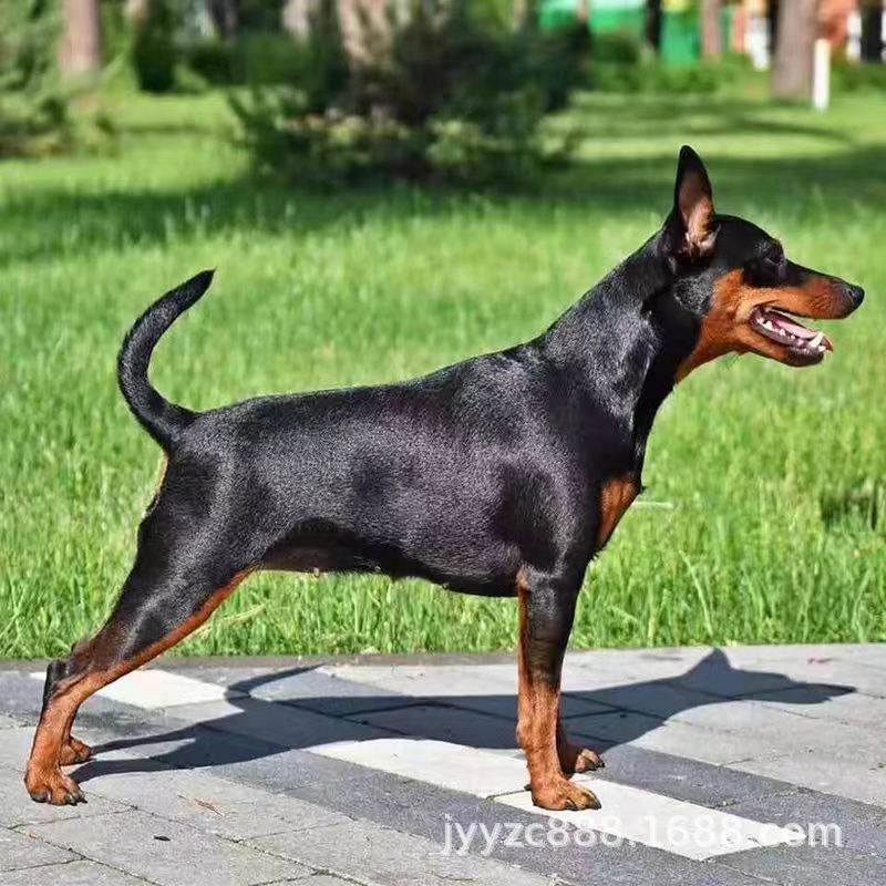 双血统迷你宾莎犬幼犬活体纯种迷你杜宾护卫犬工作犬宠物犬宠物狗