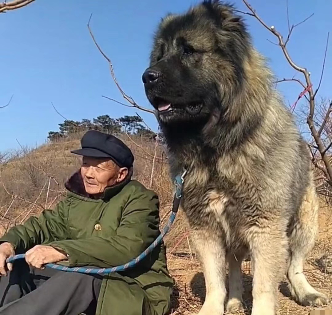 精品纯种高加索幼犬 大型高加索犬活体 血统级熊版高加索幼犬活体