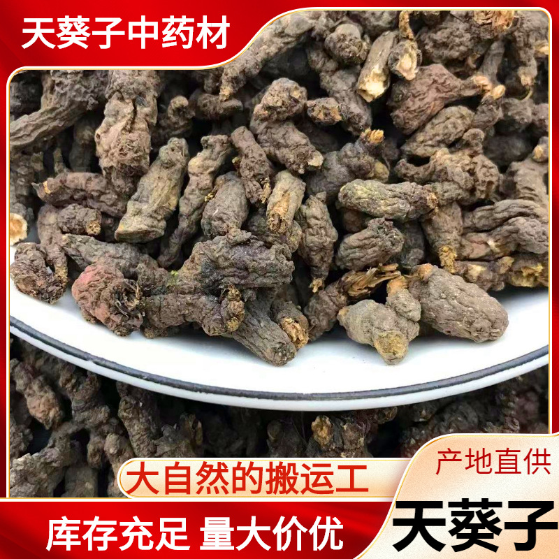 新货天葵子中药材散装紫背天葵子无杂质产地货源天葵子粉批发零售
