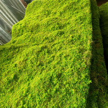 厂家直供仿真苔藓草皮植物墙青苔皮室内橱窗盆景植物墙鼓包草坪