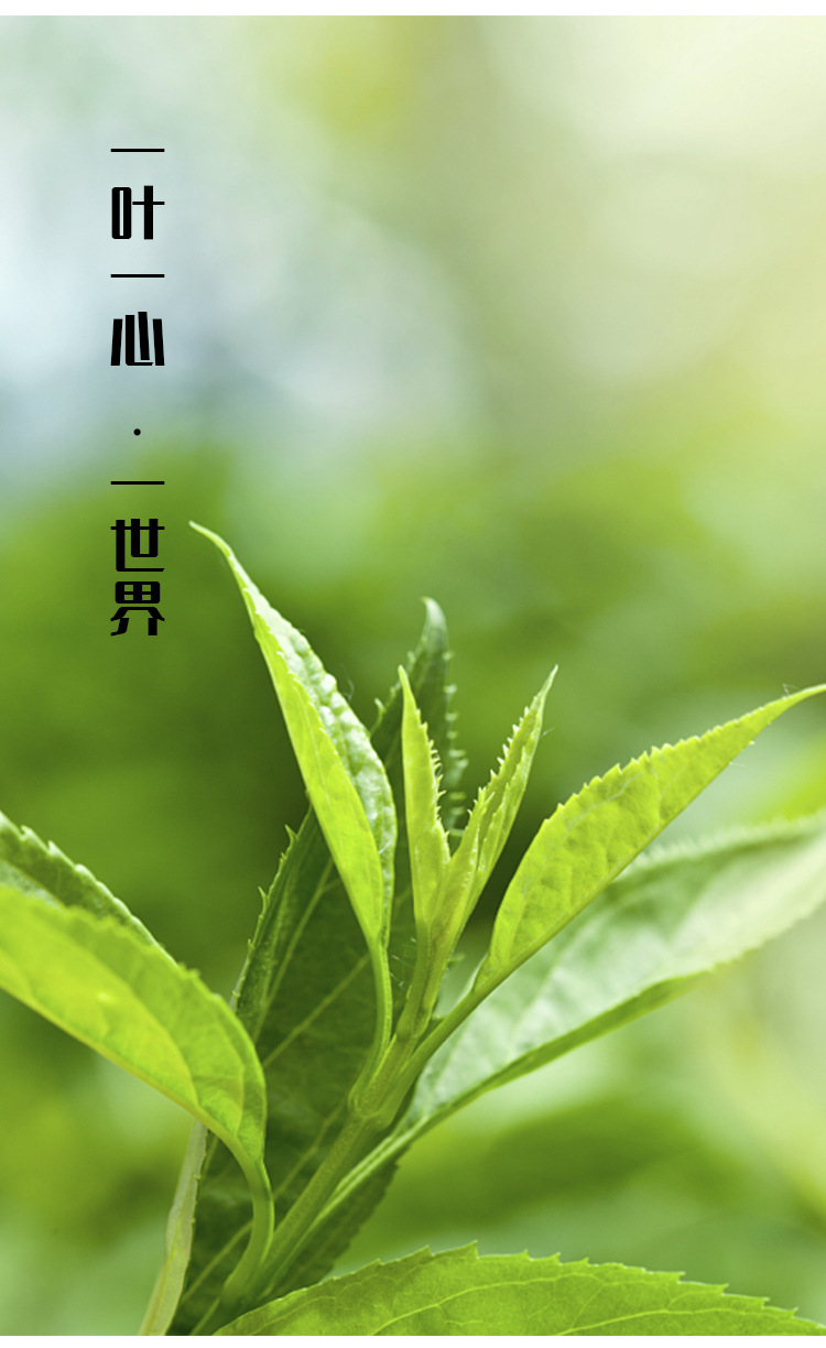 绿针茶叶袋装颗颗独芽 叶片肥厚 嫩绿鲜活浓香型茶叶批发