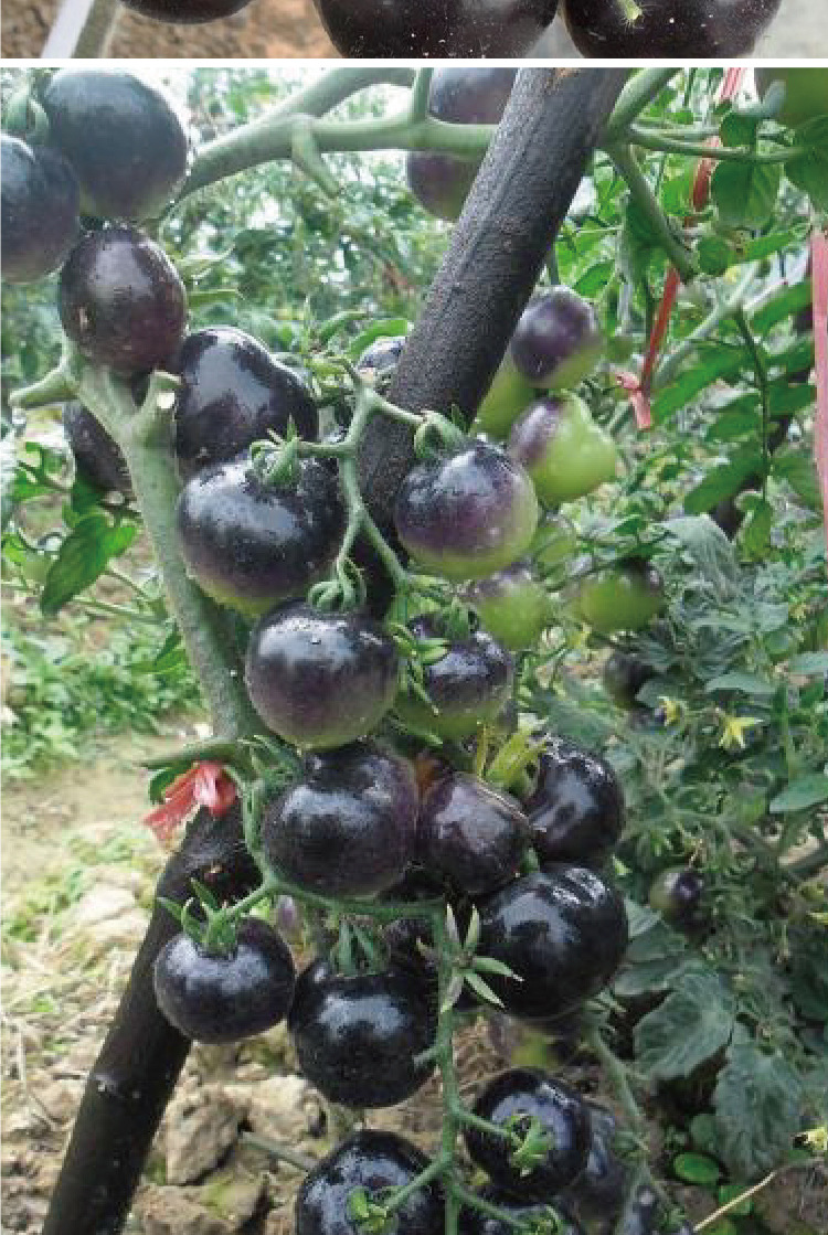 盛欣黑钻石黑珍珠番茄种子 小西红柿圣女果 厂家批发菜园盆栽蔬菜