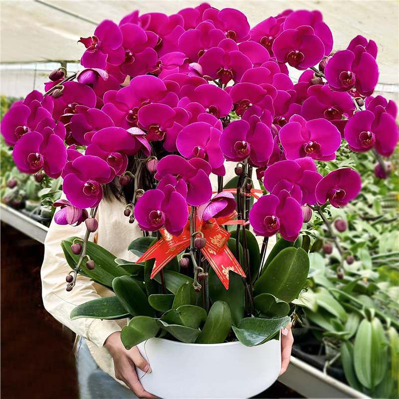 蝴蝶兰花苗带花剑带花苞盆栽兰花大苗客厅室内植物花卉四季好养活