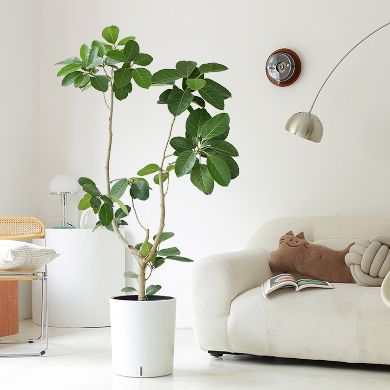 老桩高山榕青叶橡皮树办公室内客厅落地盆栽展厅观叶造型常青绿植-阿