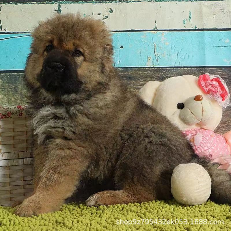 高加索犬幼犬活体大型猛犬护卫犬熊版高加索大骨架大头版高加索狗