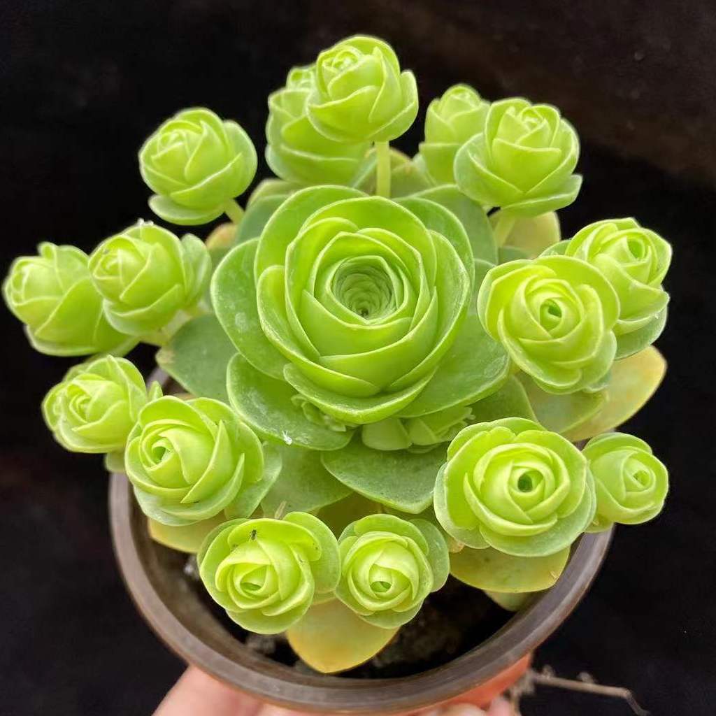 多肉玫瑰系列多肉植物山地玫瑰翡翠球粉耶罗鸡蛋酒杯变色多肉新手