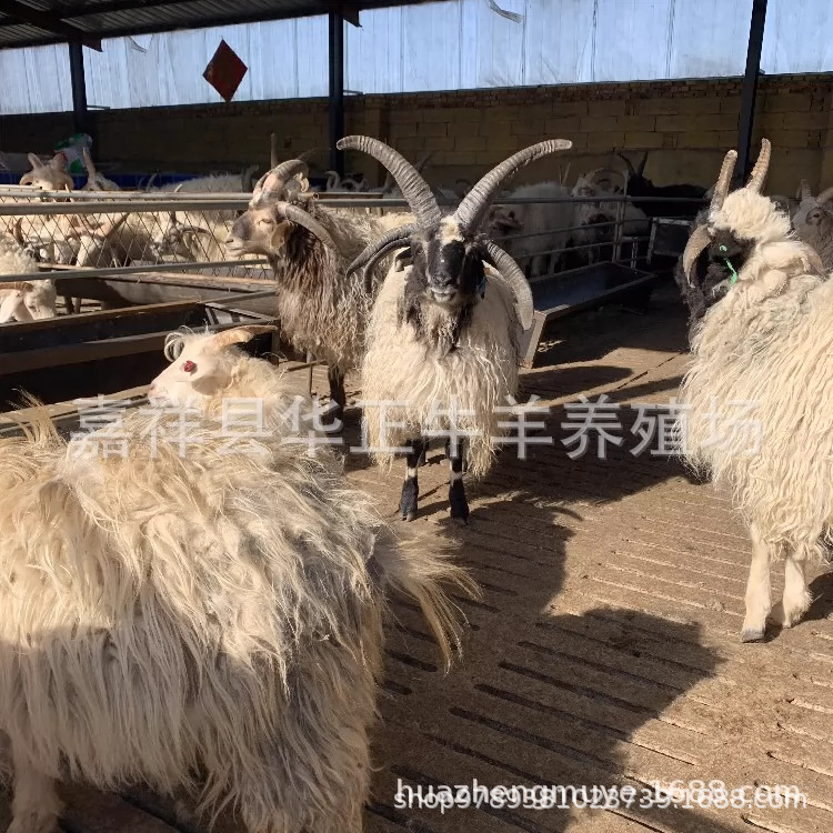 四角羊正规养殖场出售四角羊四角羊幼崽多少钱一只出售-阿里巴巴