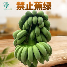 【禁止蕉绿香蕉】代发水培绿植带杆小米蕉苹果蕉拒绝蕉绿水果直发