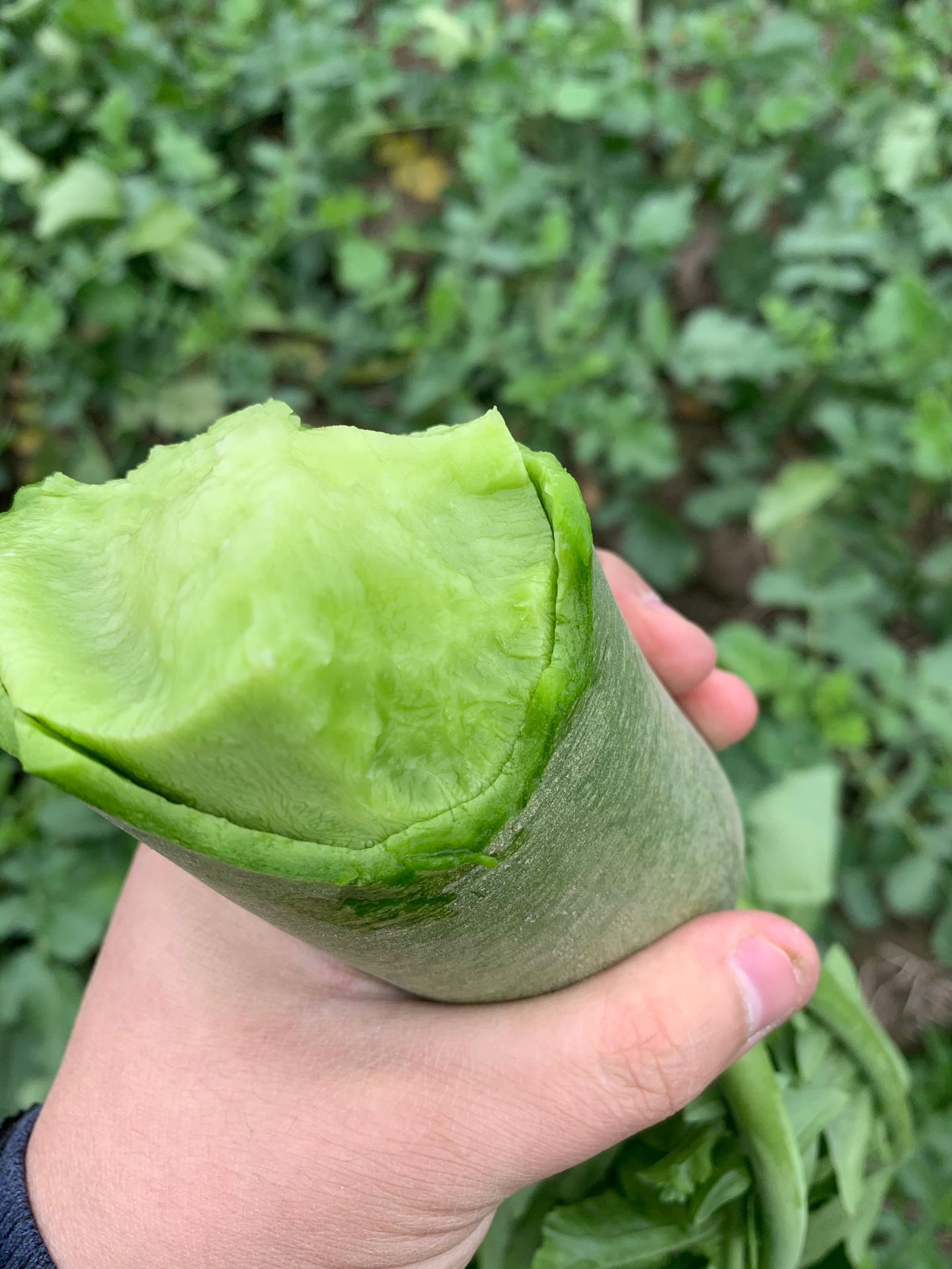 萝卜山东东潍坊青萝卜潍县水果萝卜生吃新鲜非胡萝卜10斤一件代发