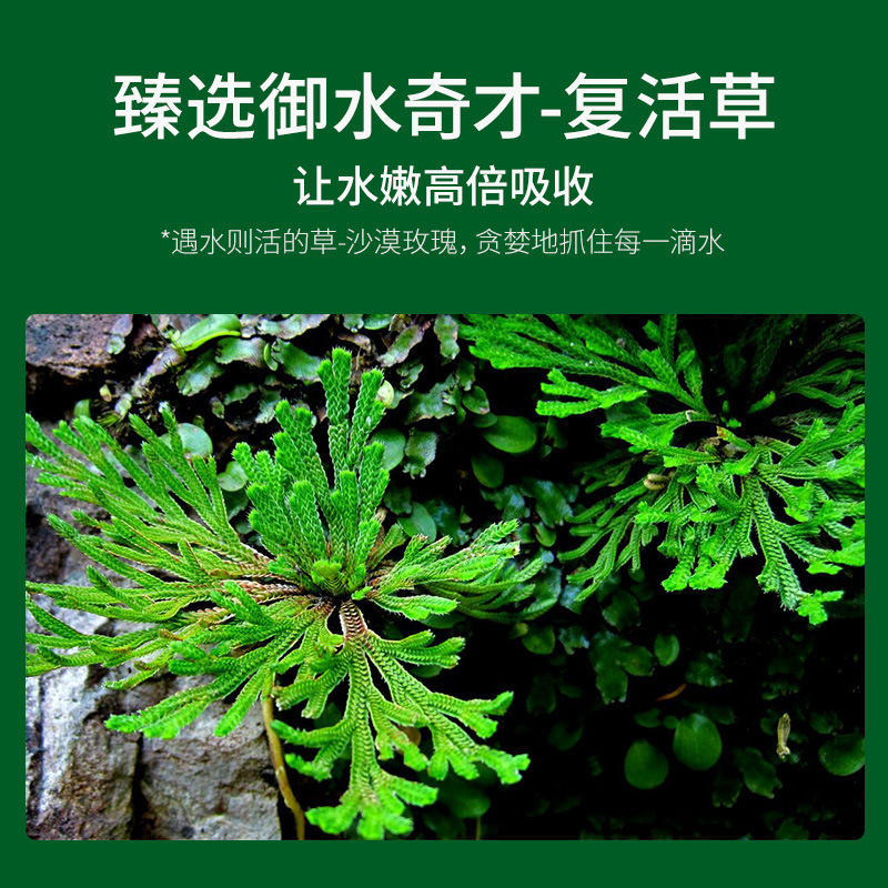 复活草面膜女补水保湿深层清洁面膜涂抹式睡眠面膜女免洗修护精华