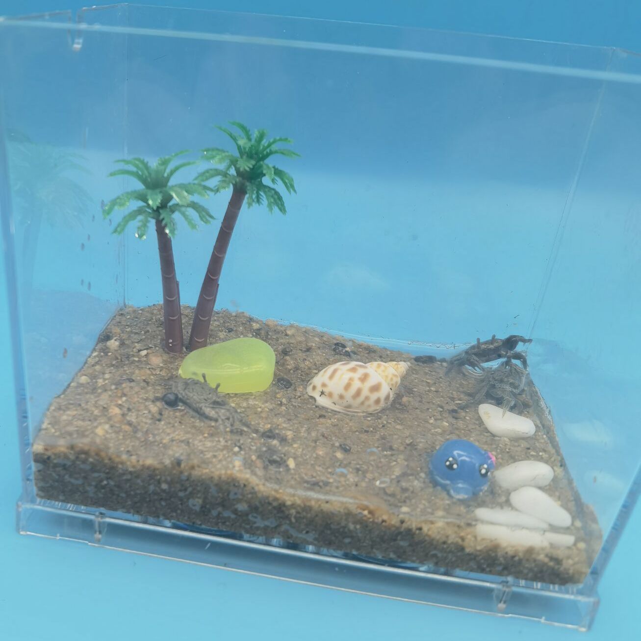 辣椒蟹套餐迷你小螃蟹桌面微景观儿童生日礼物生态缸懒人宠物活体