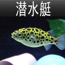 潜水艇河豚鱼活体观赏鱼气泡鱼鼓包鱼宠物鱼会生气的鱼其他过滤器