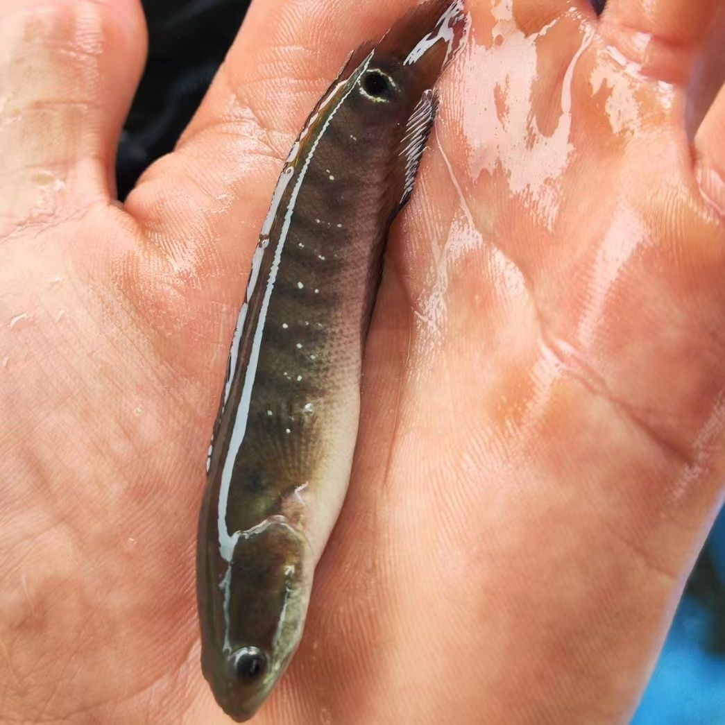 精品月鳢#七星鱼#雷龙鱼#珍珠赤雷龙大帆雷龙黑月鳢 冷水鱼-阿里巴巴