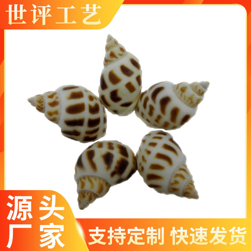 海螺厂家直销 天然东风螺 海螺贝壳 小海螺原料 批发贝壳原料批发