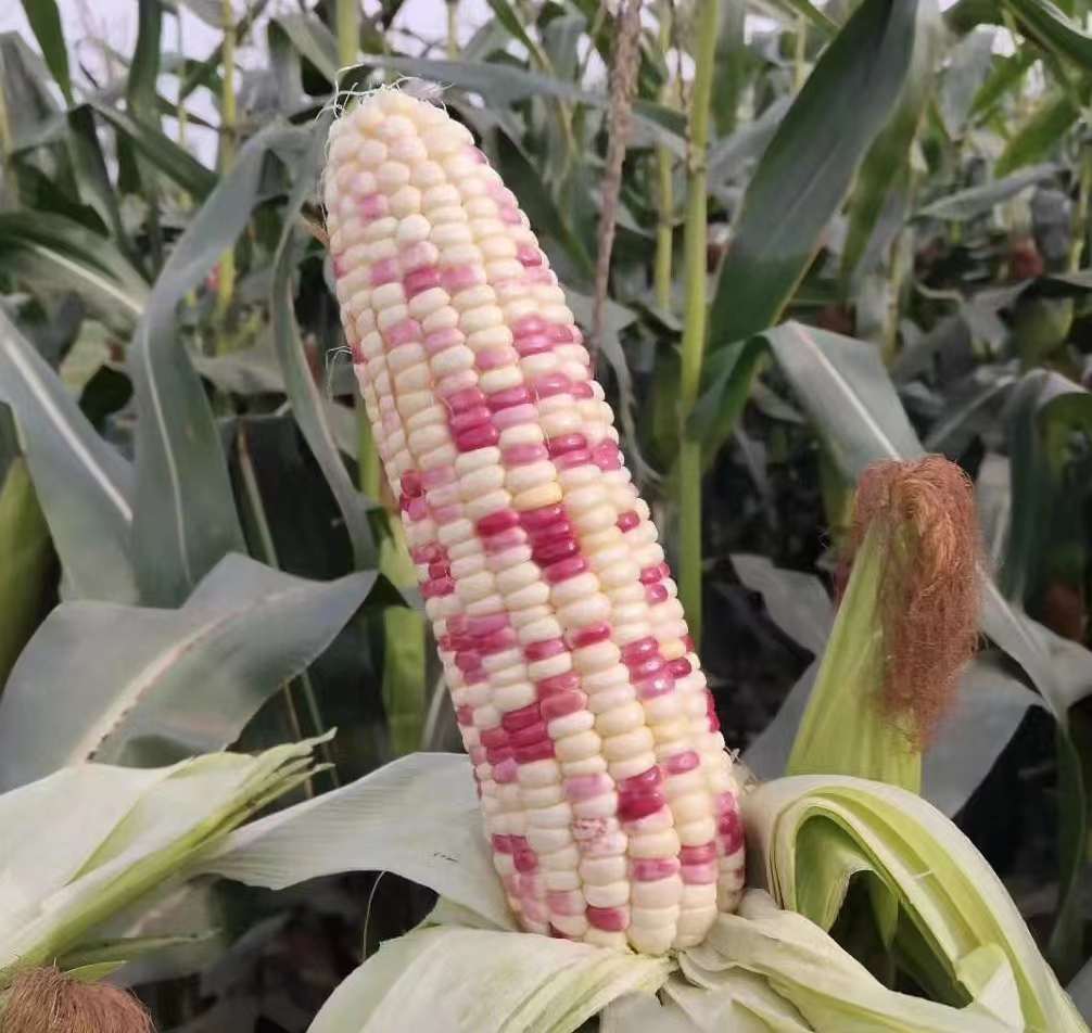 花糯680彩甜糯玉米种子甜糯大棒高产抗病商品性佳农家春秋播精选