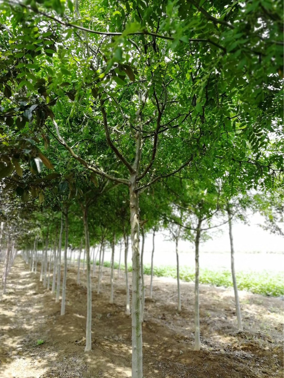 0成交1000棵开原美城苗圃皂角树价格 皂角树苗批发 量大优惠￥15.