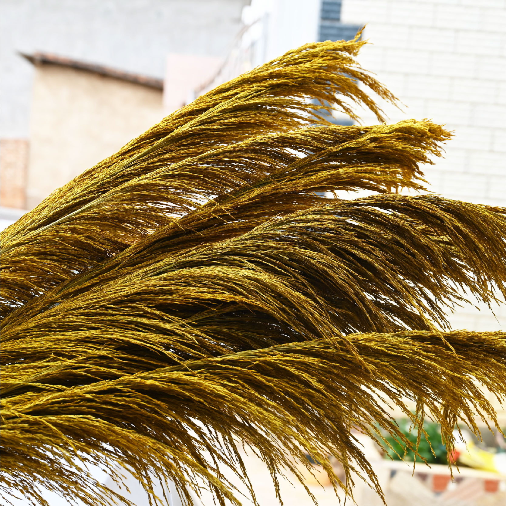 云南干花厂家 彩色芦苇 铁杆芦苇 染色芦苇 婚庆用品 大芦苇花材