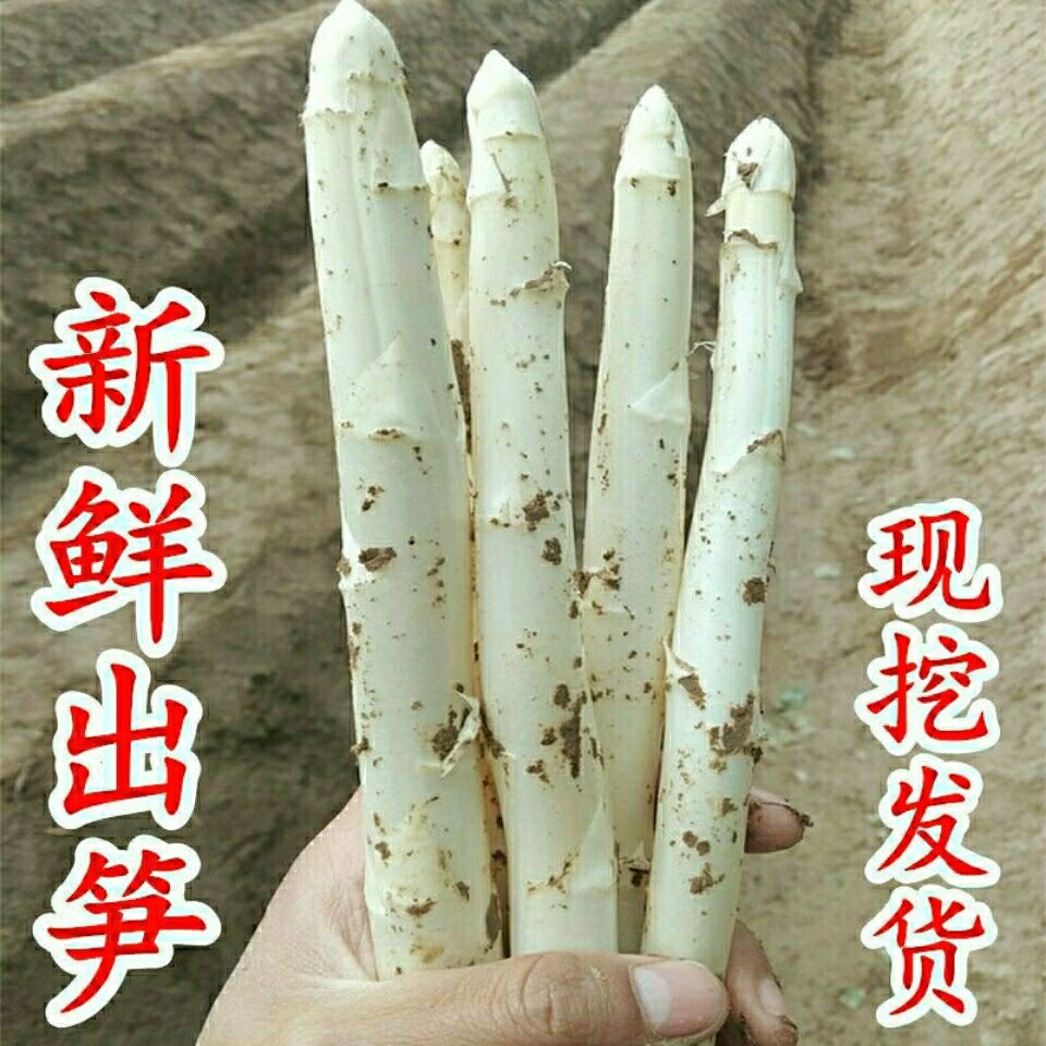 山东曹县特产新鲜白芦笋绿色有机无公害绿色龙须菜现挖现发-阿里巴巴