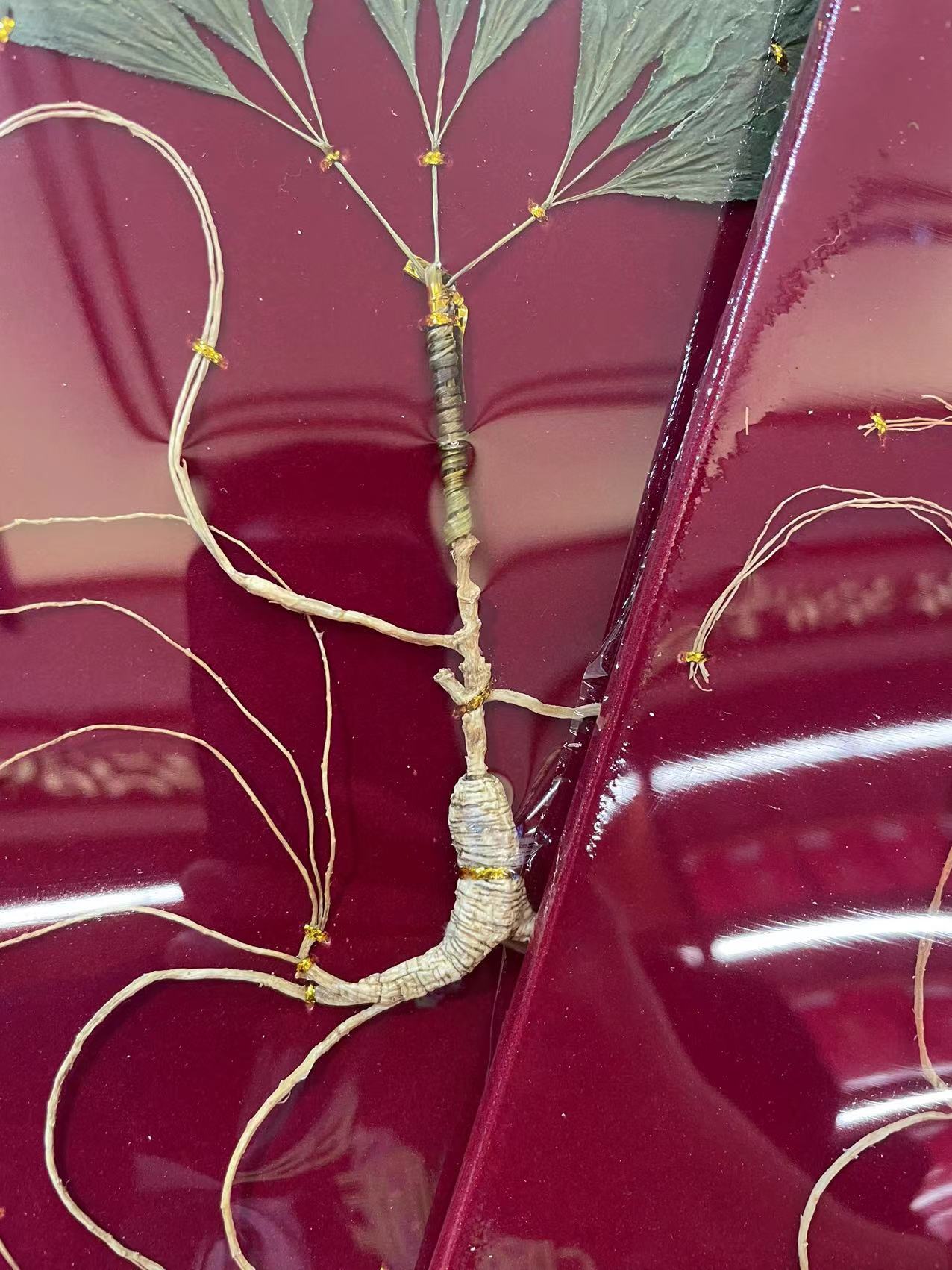 带叶人参礼盒 长白山山参 林下参 泡酒料煲汤泡茶【带礼盒】