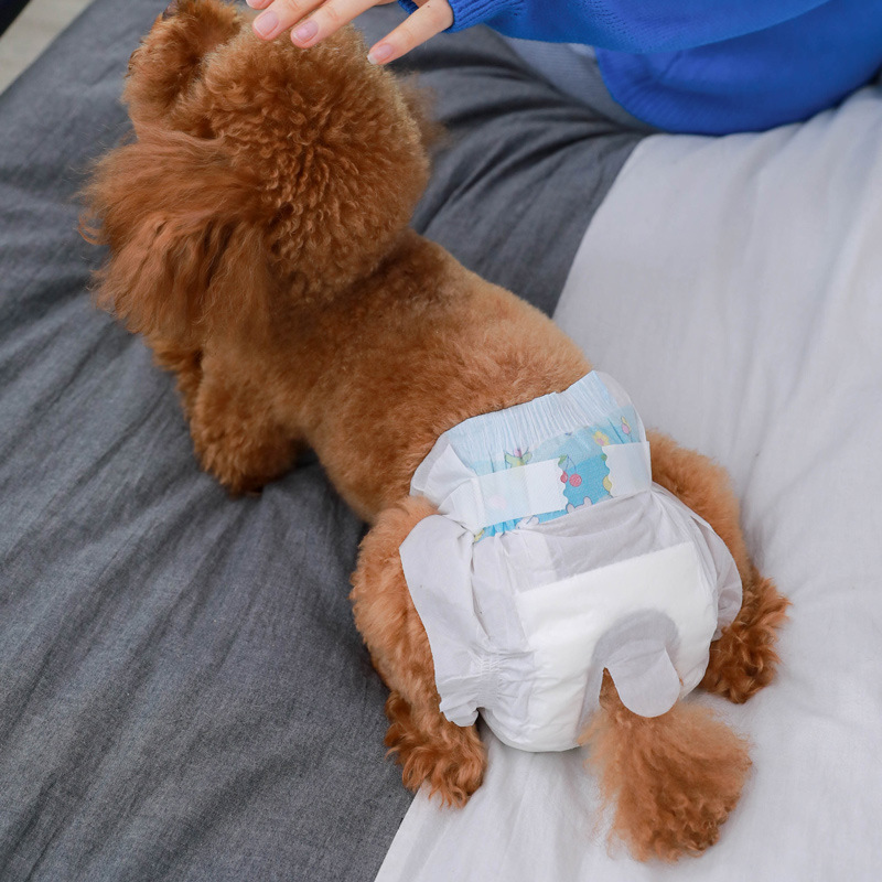 公狗纸尿裤公泰迪宠物礼貌带母狗姨妈卫生巾专用尿不湿狗狗生理裤
