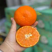 新鲜茂谷柑橘子水果当季整箱包邮贡柑石灰柑脏脏柑沃柑丑桔子