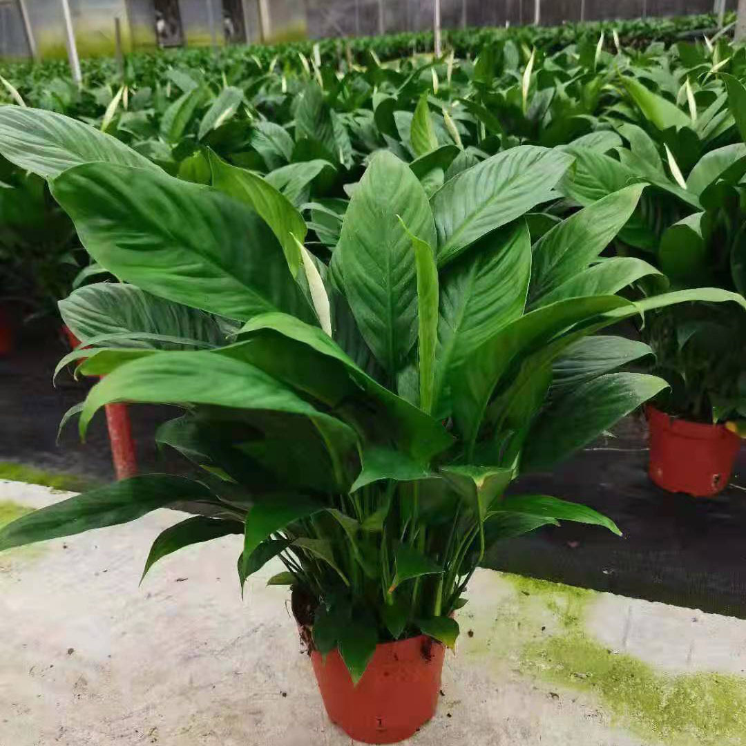 【基地直供】室内吸甲醛桌面植物花卉盆栽可水培 120#美酒