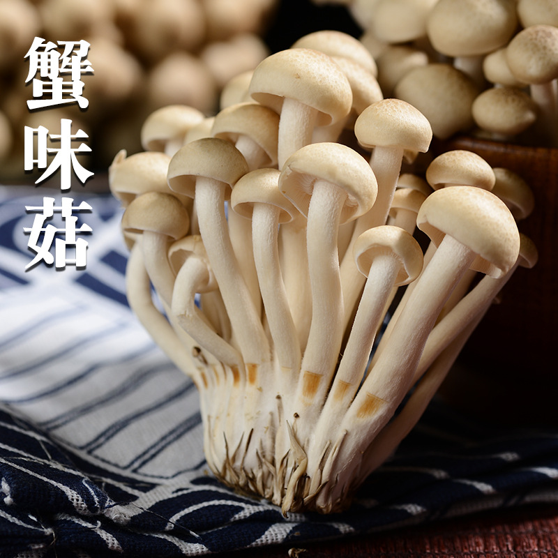 蟹味菇新鲜海鲜菇煲汤食材菌类火锅食材蟹味菇新鲜美味蟹味菇现货
