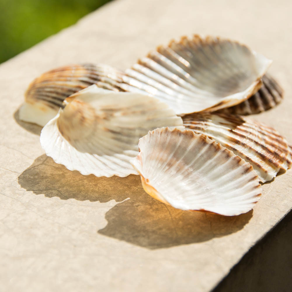 福海人家/薄黑扇贝 贝壳 鱼缸家居饰品摆件工艺品贝壳原料批发