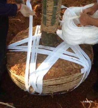 苗木土球打包带子无纺布带子打包土球捆扎带挖树打包园林绿化工程